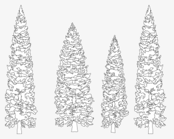 Pine Tree Clip Art Black And White - White Pine Tree Vector Png, Transparent Png, Transparent PNG