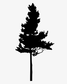 Silhouette Eastern White Pine Pinus Nigra Tree - Eastern White Pine Silhouette, HD Png Download, Transparent PNG