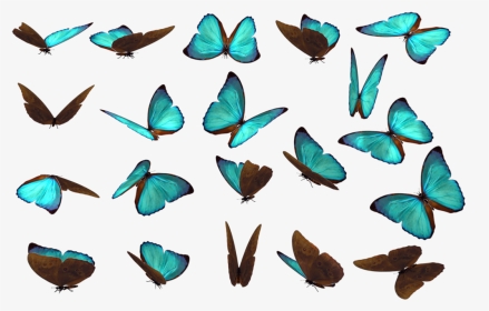 Butterfly References, HD Png Download, Transparent PNG
