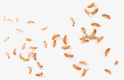 Fruit Flies, HD Png Download, Transparent PNG
