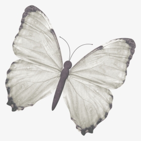 Green-veined White, HD Png Download, Transparent PNG