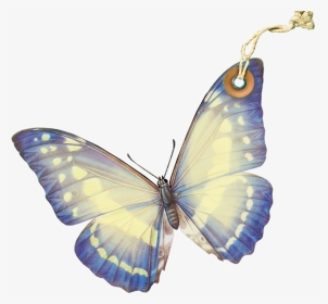 Lycaenid, HD Png Download, Transparent PNG