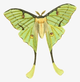 Luna Moth, HD Png Download, Transparent PNG