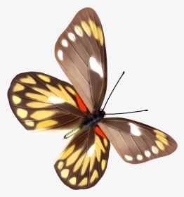 Butterfly With Transparent Background, HD Png Download, Transparent PNG