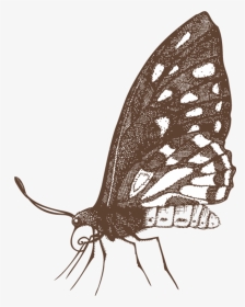 Papilio Machaon, HD Png Download, Transparent PNG