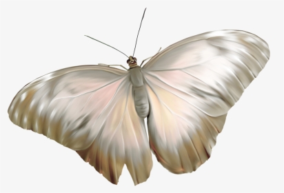 Great Southern White, HD Png Download, Transparent PNG