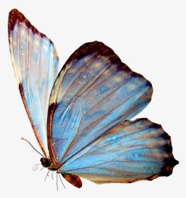 Real Blue Butterfly Png, Transparent Png, Transparent PNG