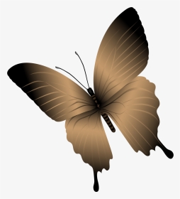 Butterfly, HD Png Download, Transparent PNG