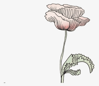Konges Sl Jd Official - Transparent Flower Drawing Gif, HD Png Download, Transparent PNG