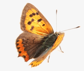 Moth - Lycaena Phlaeas, HD Png Download, Transparent PNG