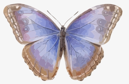 Morpho Helenor - Menelaus Blue Morpho, HD Png Download, Transparent PNG