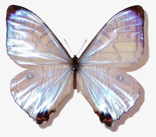 Перламутровый Морфо, HD Png Download, Transparent PNG