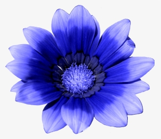 Blue Flower White Cornflower - Cornflower Png, Transparent Png, Transparent PNG