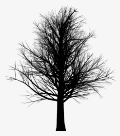 Tall Leafless Black Tree, HD Png Download, Transparent PNG