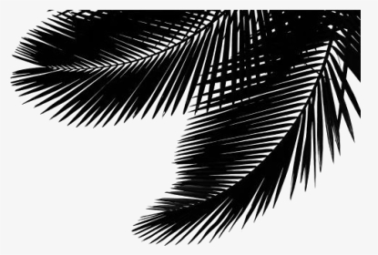 Transparent Palm Leaf Png Image - Attalea Speciosa, Png Download, Transparent PNG