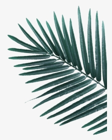 White Pine, HD Png Download, Transparent PNG