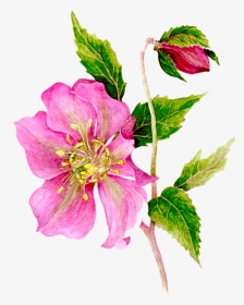 Flowers, Floral, Corner Plant, Scrapbook, Clip Art, - Rosa Glauca, HD Png Download, Transparent PNG