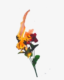 #roses #fire #flames #freetoedit - Burning Rose, HD Png Download, Transparent PNG