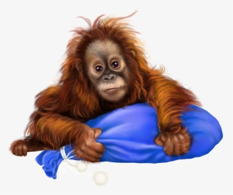 Transparent Orangutan, HD Png Download, Transparent PNG