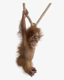 Cute Monkey White Background, HD Png Download, Transparent PNG