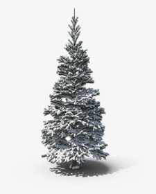 Snowy Pine Tree Png, Transparent Png, Transparent PNG