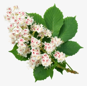 Bouquet, HD Png Download, Transparent PNG