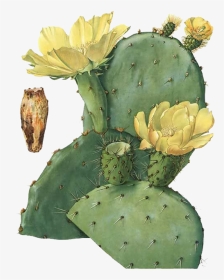 Prickly Pear Botanical Illustration Stock, HD Png Download, Transparent PNG
