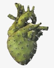 Heart Cactus , Transparent Cartoons - Cactus Heart, HD Png Download, Transparent PNG