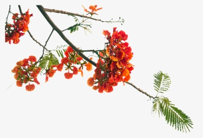 Poinciana Flowers Png, Transparent Png, Transparent PNG