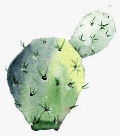 Prickly Pear Cactus Watercolor, HD Png Download , Transparent Png Image ...