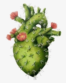 #heart #coeur #cactus #fleurs #fleur #flowers #vert - Cuore Cactus, HD Png Download, Transparent PNG