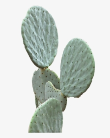 #cactus #green #aesthetic - Pastel Cactus Plants, HD Png Download, Transparent PNG