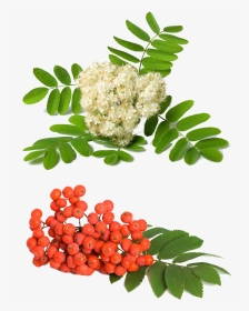 Rowan Berries And Flowers, HD Png Download, Transparent PNG
