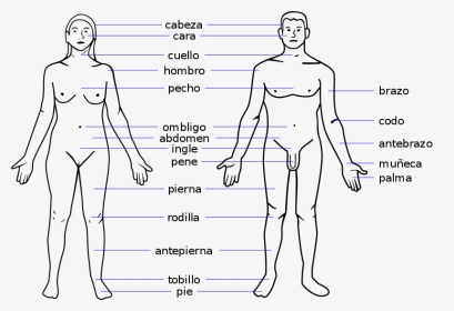 Female Body Parts Name With Picture Free Of The Download - Human Body Parts Name In Spanish, HD Png Download, Transparent PNG