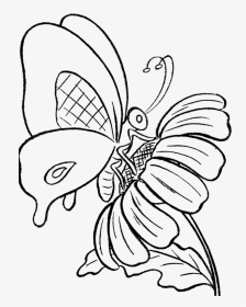 Butterfly Drawing Cartoon For Free Download - Butterfly Free Coloring Pages, HD Png Download, Transparent PNG