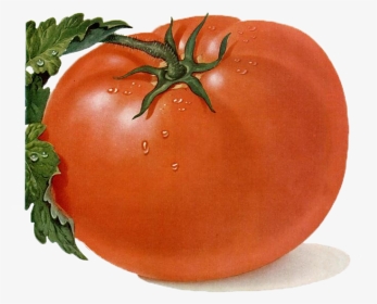 Image Transparent Free Tomato Clipart - Tomato Drawing, HD Png Download, Transparent PNG