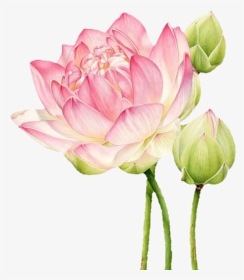 #lotus #botanicalillustration #pink #flowers #art #цветы - Botanical Illustration Lotus, HD Png Download, Transparent PNG