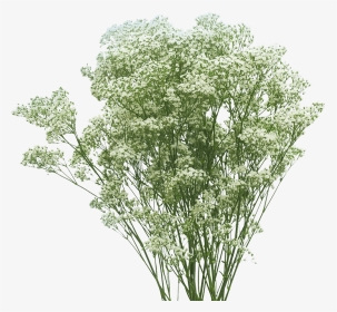 Cow Parsley, HD Png Download, Transparent PNG