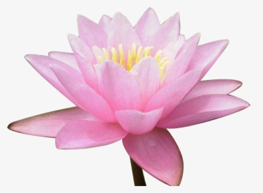 Nelumbo Nucifera Water Lily Flower - Кувшинки, HD Png Download, Transparent PNG
