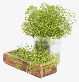 Fresh Lime Green Babys Breath Natural Flowers For Sale - Flowerpot, HD Png Download, Transparent PNG