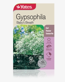 Gypsophila Baby S Breath - Baby's Breath Plant Australia, HD Png Download, Transparent PNG