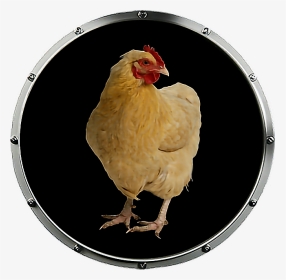 #baby - Rooster, HD Png Download, Transparent PNG