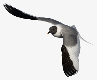 Arctic Birds Transparent, HD Png Download, Transparent PNG