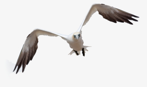 Bird Flight By Queenphotoshop On Clipart Library - Burung Untuk Photoshop, HD Png Download, Transparent PNG