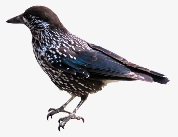 Free Download Of Birds Png Picture - Starling Png, Transparent Png, Transparent PNG