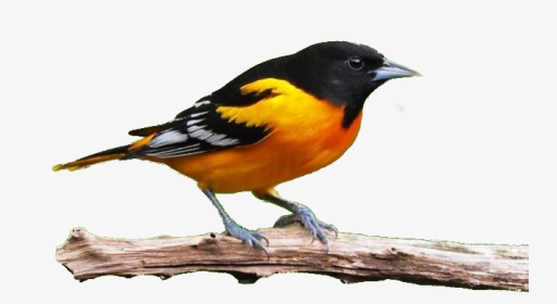Oriole, HD Png Download, Transparent PNG