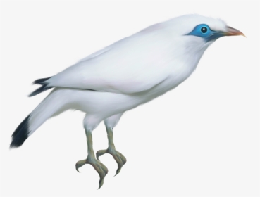 Bird Png - Birds, Transparent Png, Transparent PNG