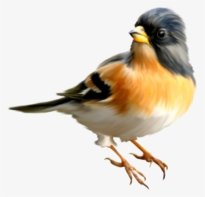 Bird Png - Bird Transparent Background, Png Download, Transparent PNG