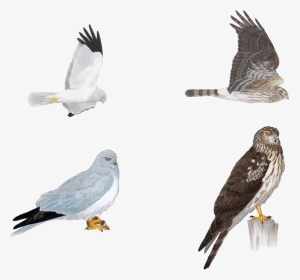 Birds - Male Northern Harrier In Flight, HD Png Download, Transparent PNG