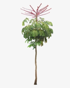 Schefflera Actinophylla Png, Transparent Png, Transparent PNG